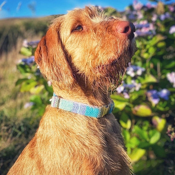Tweed Dog Collars