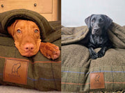Two dogs nestled in a Green Tweed Dog Snuggle Bed with Collared Creatures logo visible