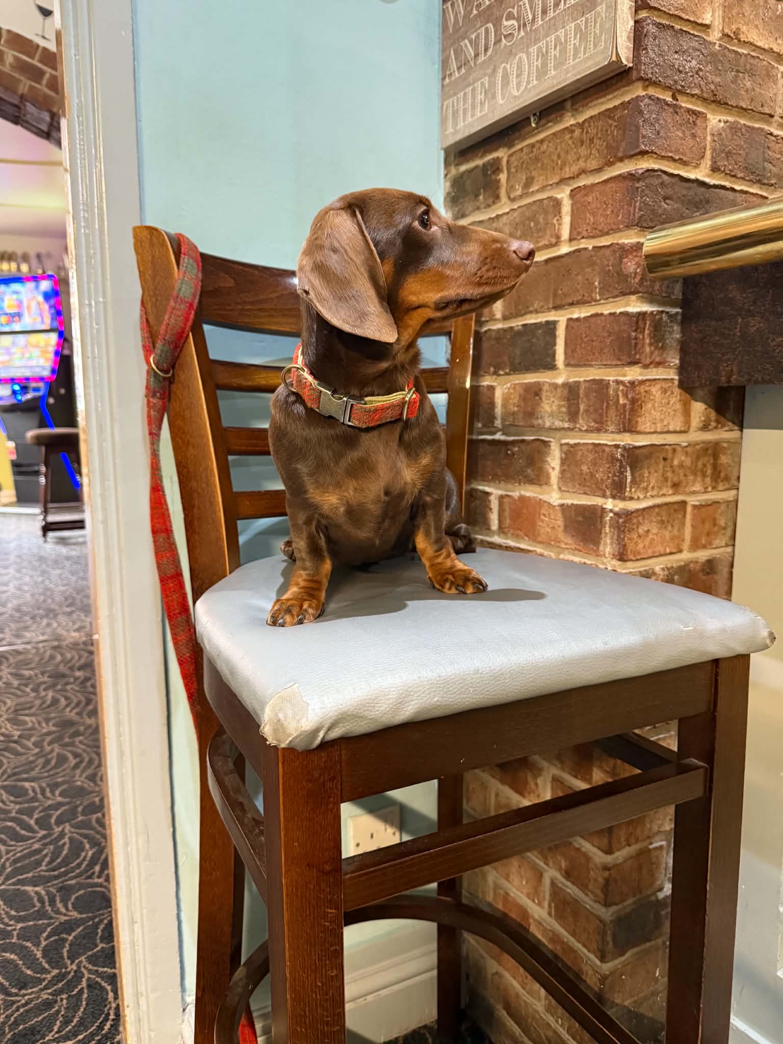 Dog wearing a orange and green harris tweed collar on a pub chair