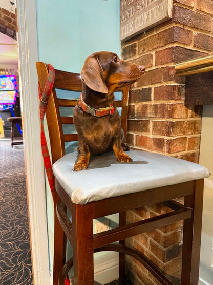 Dog wearing a orange and green harris tweed collar on a pub chair