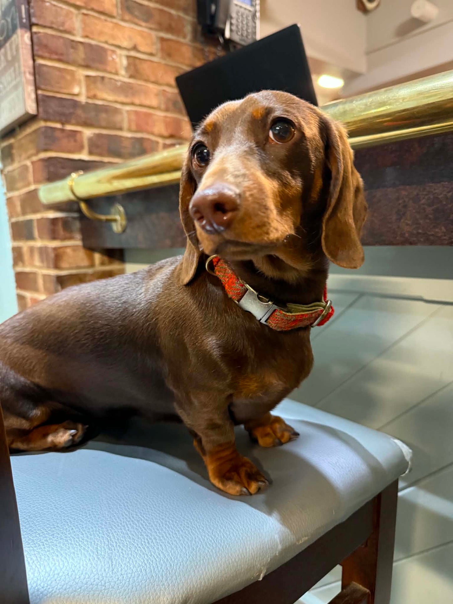 Dog wearing a orange and green harris tweed collar on a pub chair