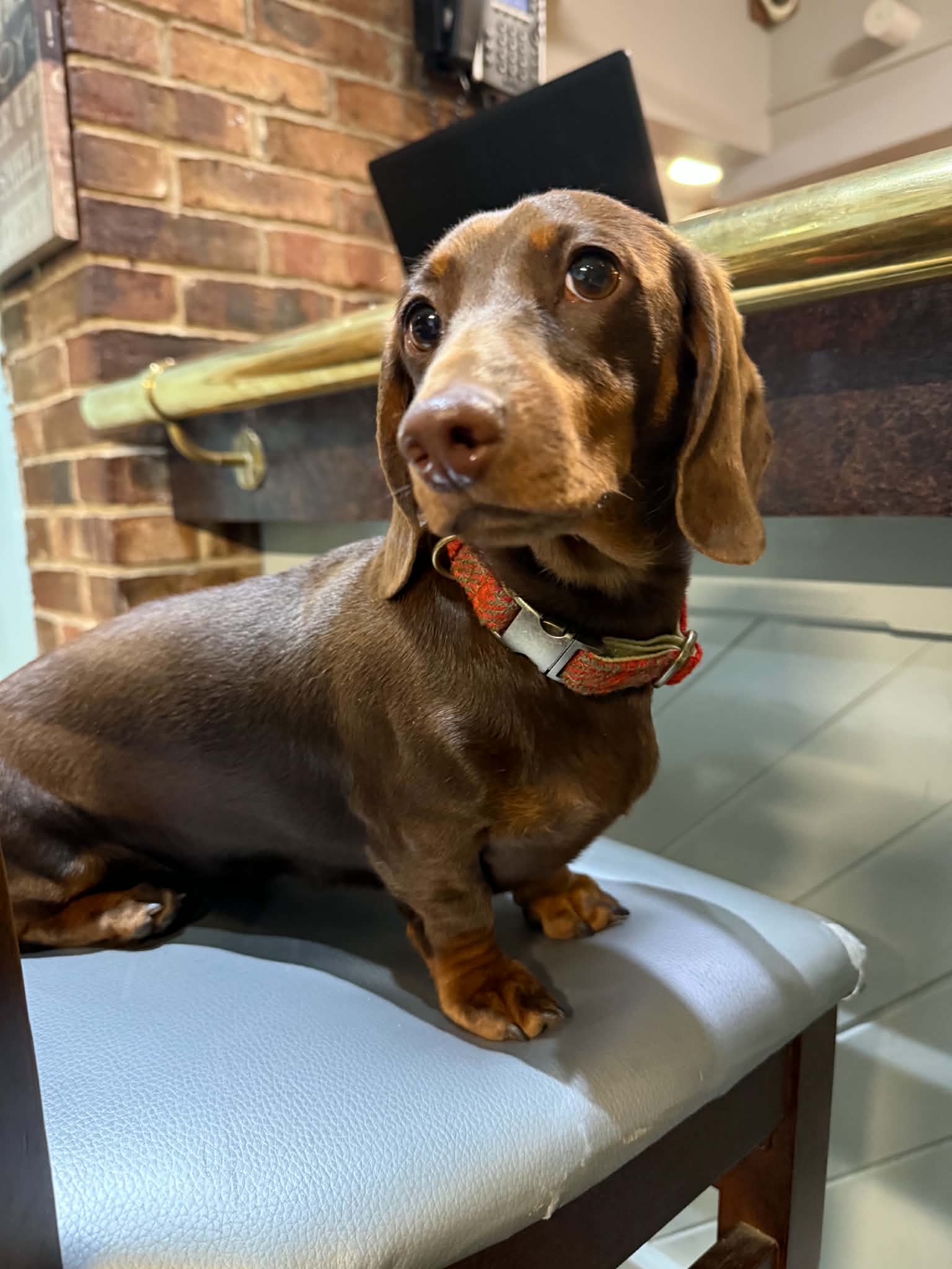 Dog wearing a orange and green harris tweed collar on a pub chair