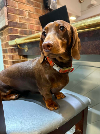 Dog wearing a orange and green harris tweed collar on a pub chair