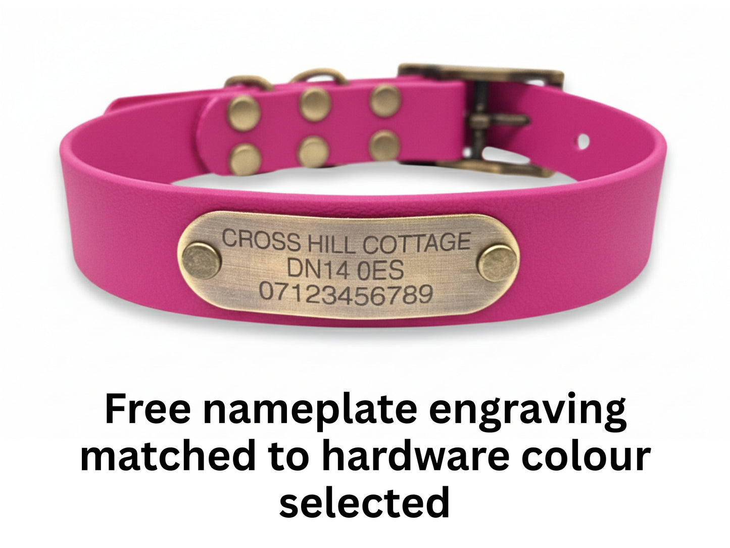 magenta collar with engraved brass nameplate on white background