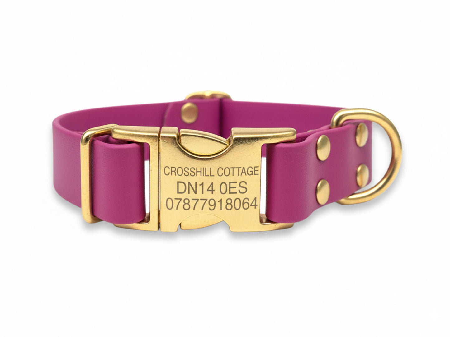 Purple dog collar with gold hardware on a white background