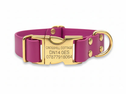 Purple dog collar with gold hardware on a white background