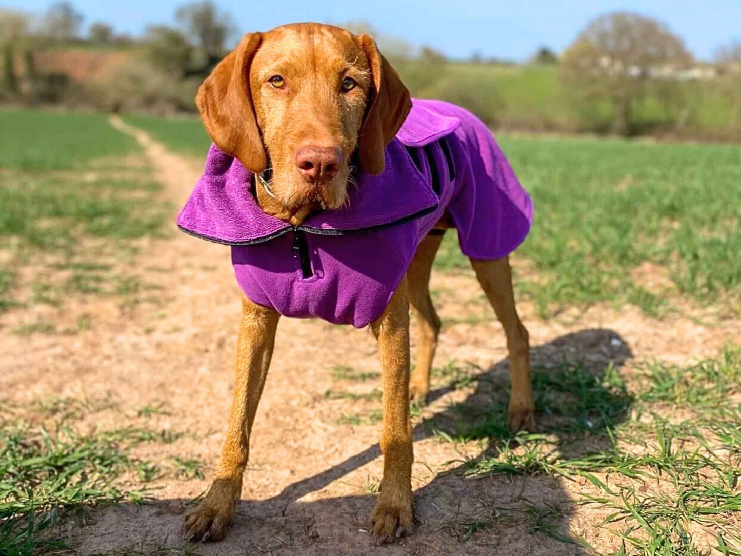 Dog wearing a purple drying coat standing on a dirt path with green fields in the background