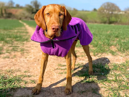 Dog wearing a purple drying coat standing on a dirt path with green fields in the background