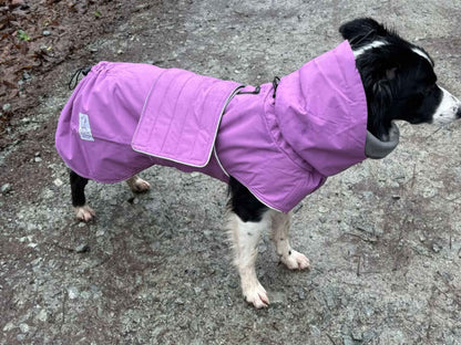 Dog wearing a purple waterproof coat standing on a concrete surface