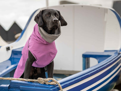 Dog wearing a magenta waterproof coat sitting on a blue and white boat.