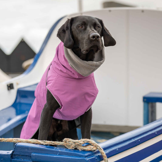 Dog wearing a magenta waterproof coat sitting on a blue and white boat.