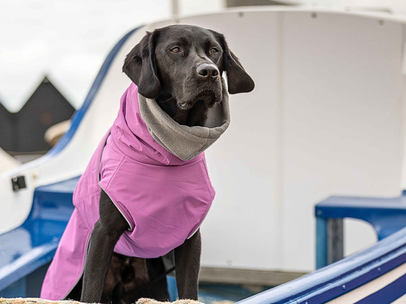 Choosing the Right Waterproof Coat for Your Dog