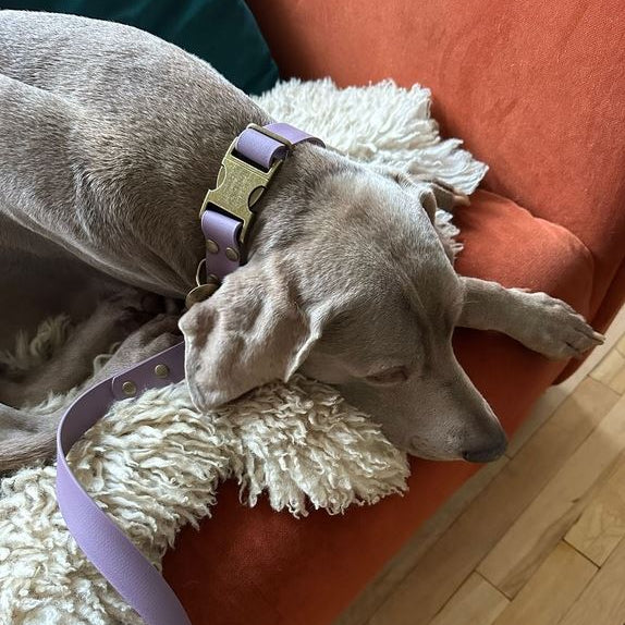 Dog lying on a fluffy white pillow with a purple collar and leash on an orange couch.