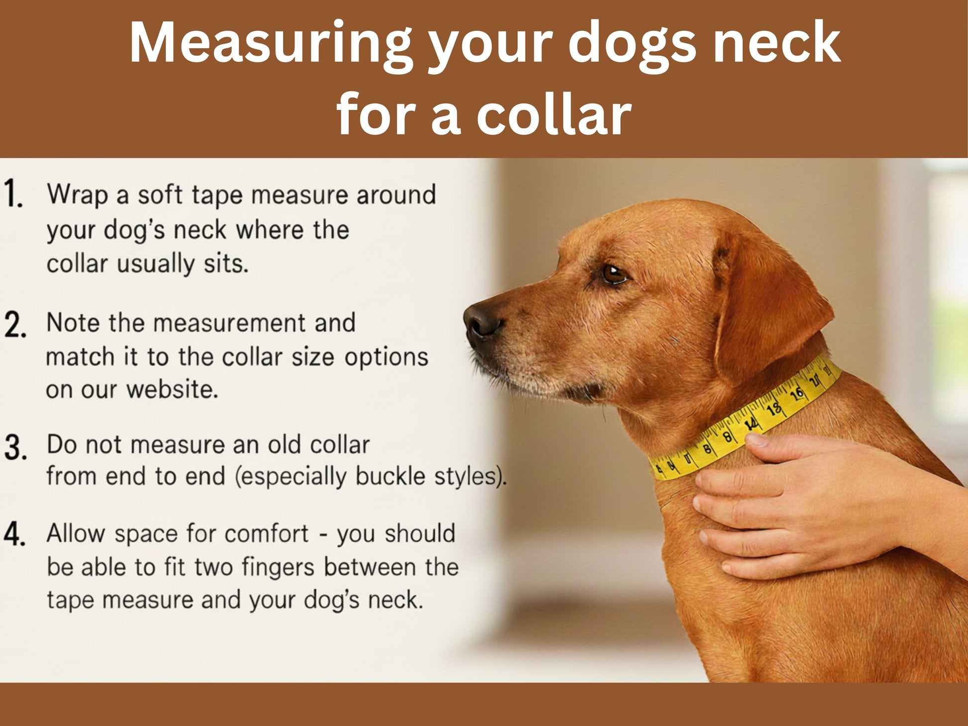 guide on how to measure your dogs neck for a dog collar