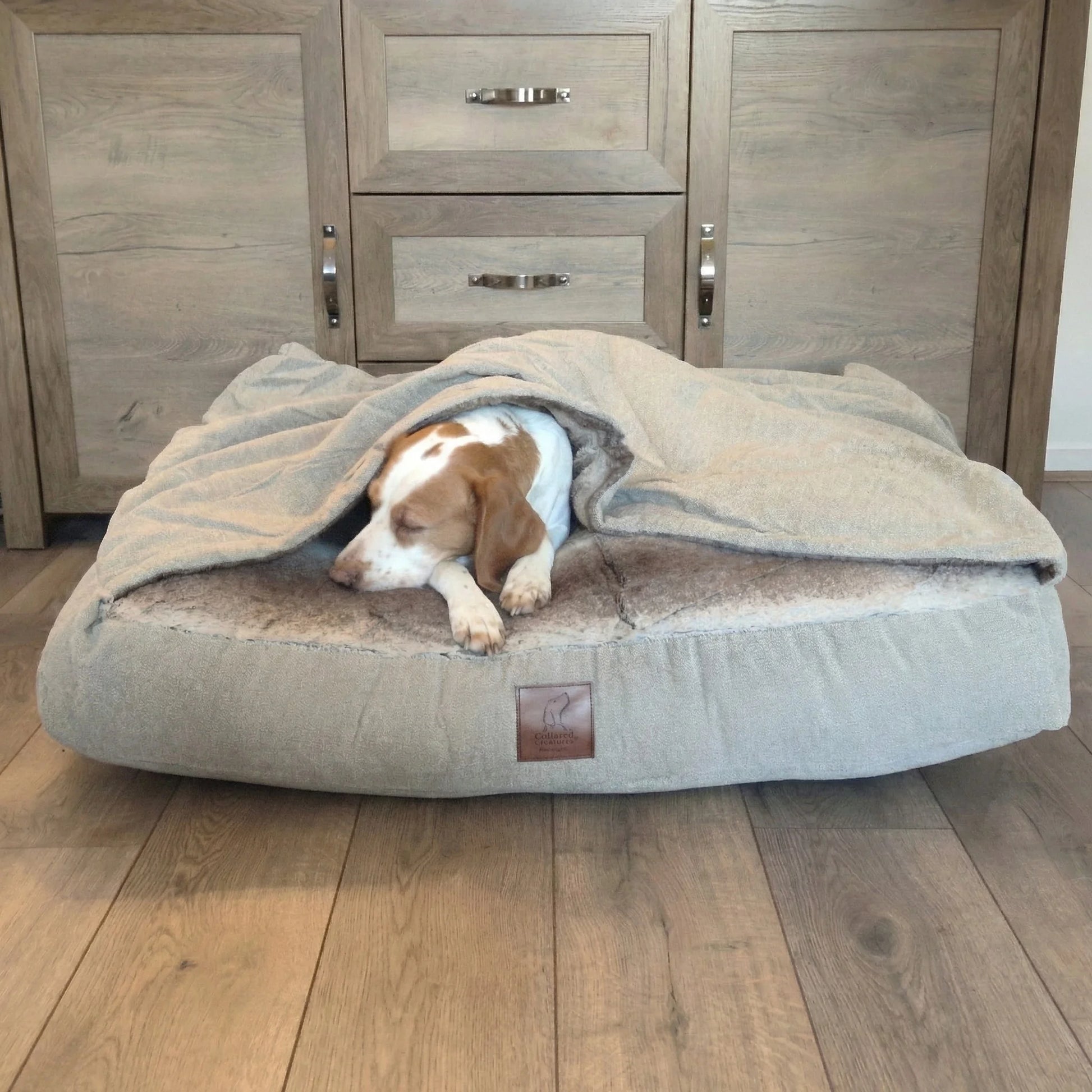 medium brown and white dog sleeping inside beige collared creatures snuggle sack on wooden floor