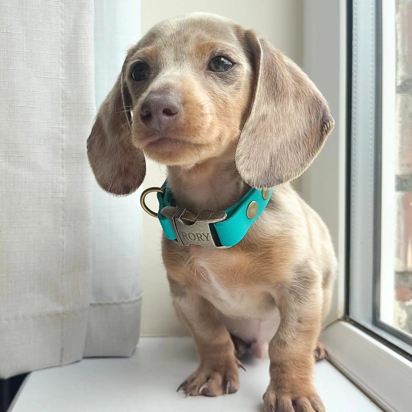 Teal Small Breed Waterproof Biothane Dog Collar 21cm to 28cm Neck