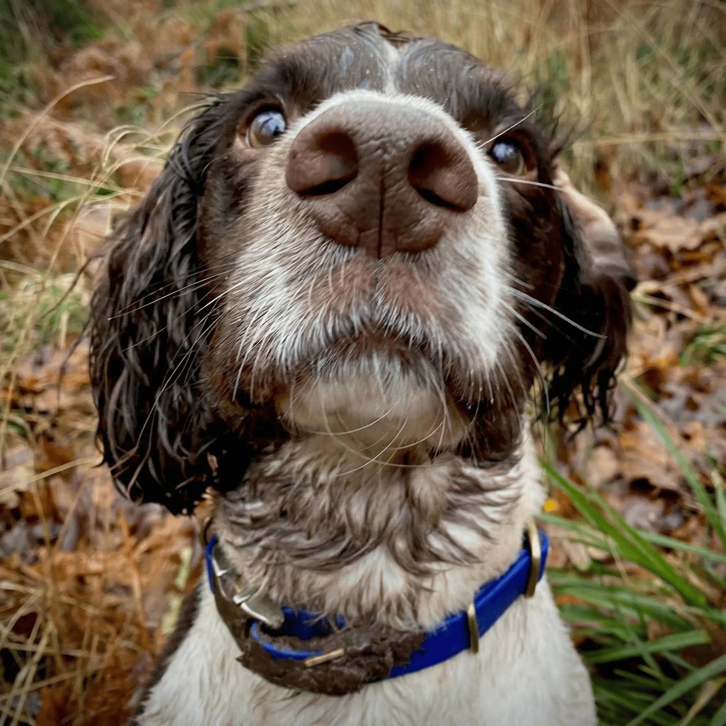 Electric Blue Waterproof Biothane Metal Clasp Dog Collar