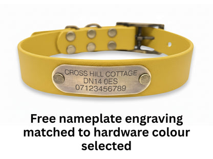 Yellow dog collar with a brass nameplate on a white background