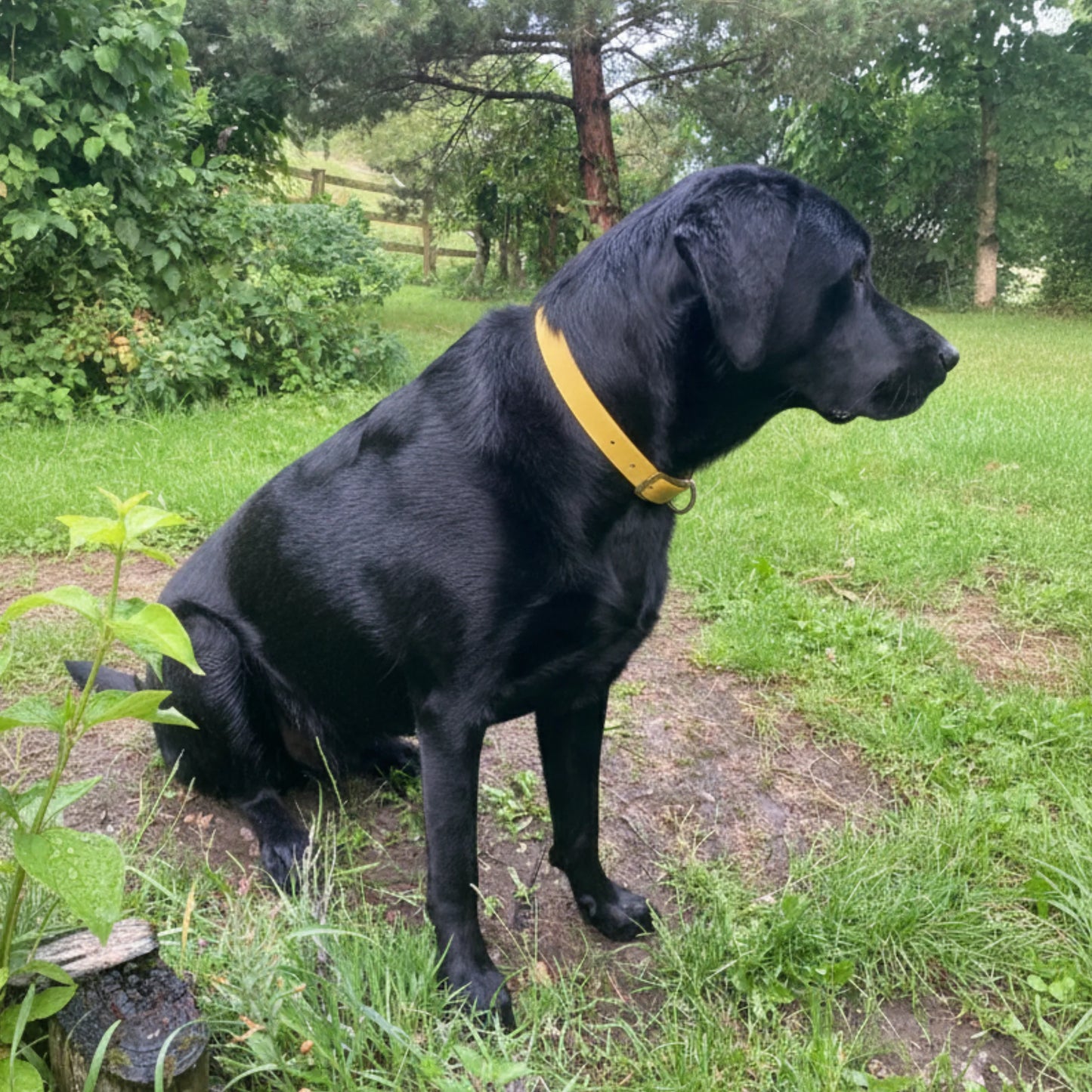 Mustard Waterproof Biothane Buckle Dog Collar - Collared Creatures LTD