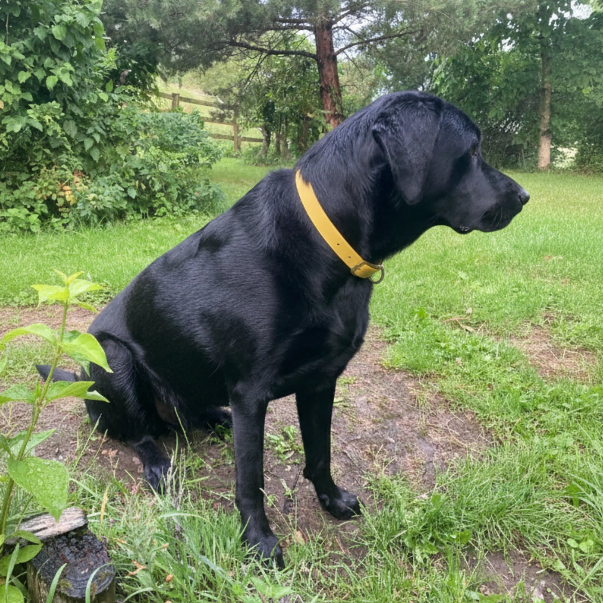 Mustard Waterproof Biothane Buckle Dog Collar - Collared Creatures LTD