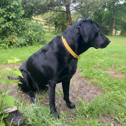 Mustard Waterproof Biothane Buckle Dog Collar - Collared Creatures LTD