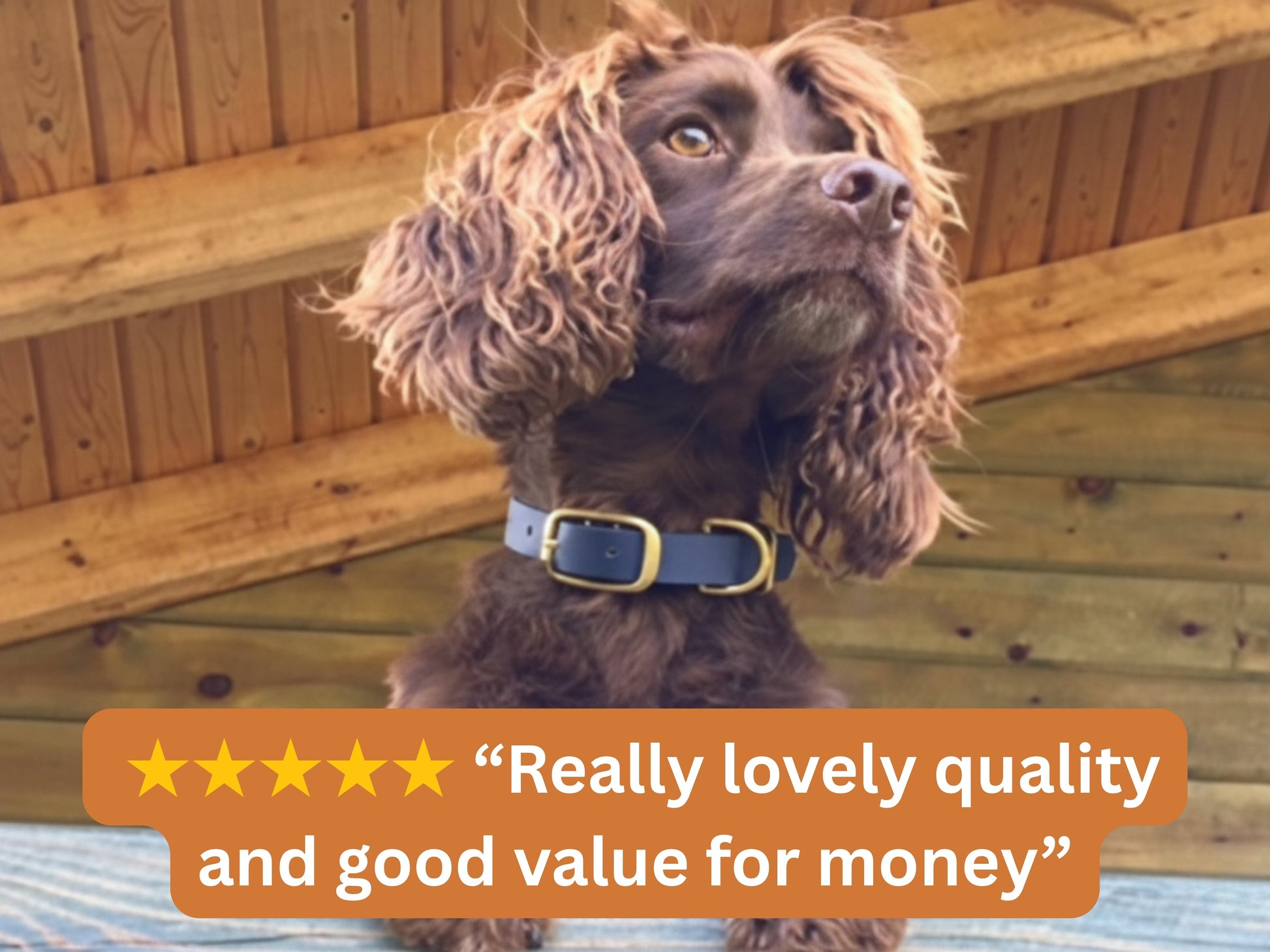 Dog wearing a collar with a wooden background and a five-star rating text overlay.