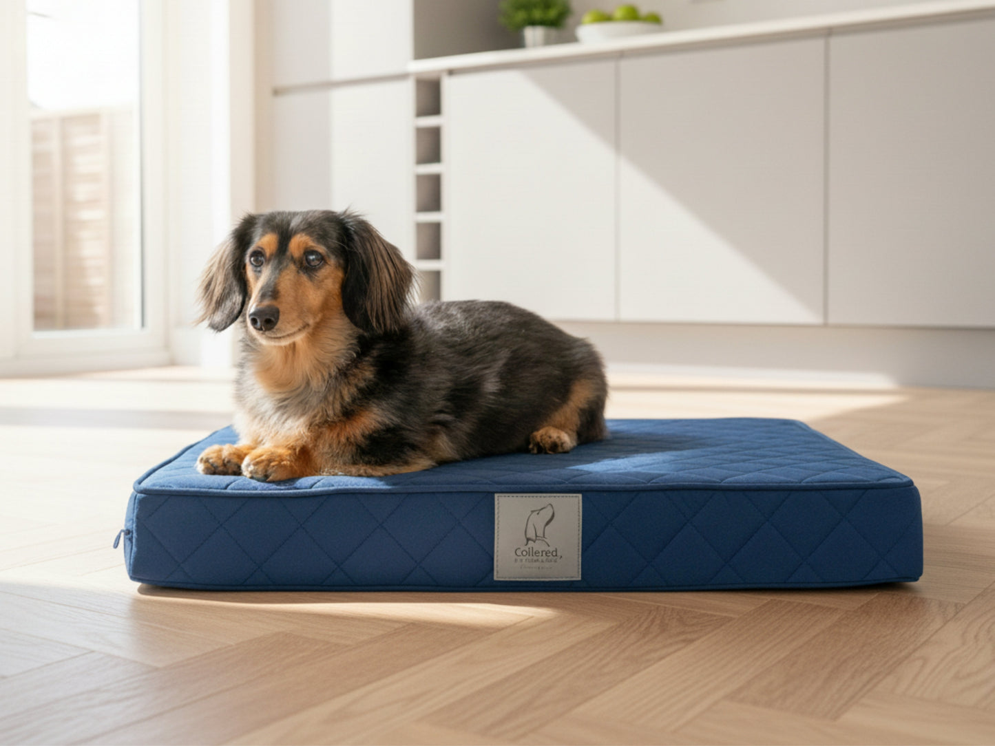 Dachshund resting on a navy blue quilted luxury dog mattress bed in a bright modern kitchen