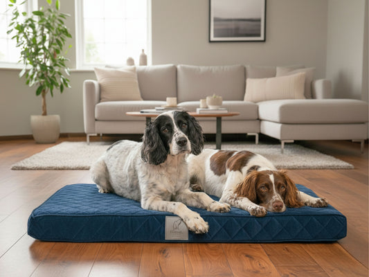 Two spaniels lying on a navy blue quilted luxury dog mattress bed in a modern living room