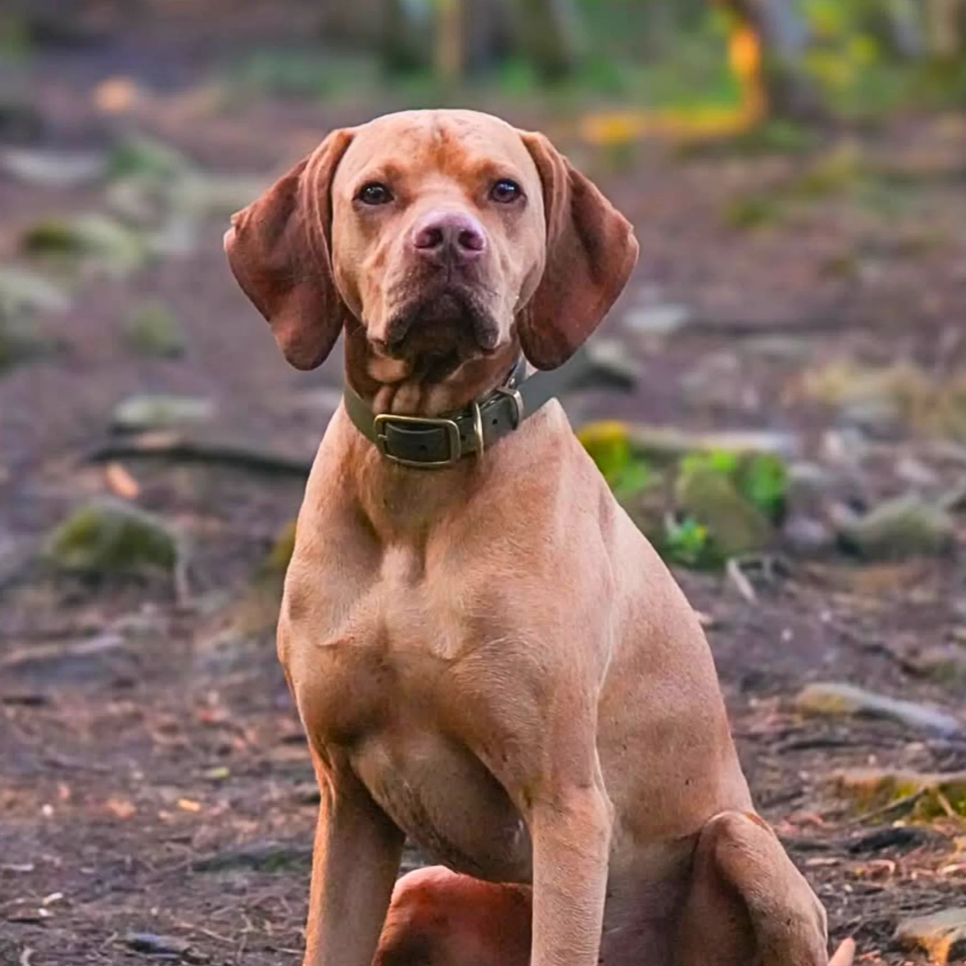 Olive Waterproof Biothane Buckle Dog Collar - Collared Creatures LTD