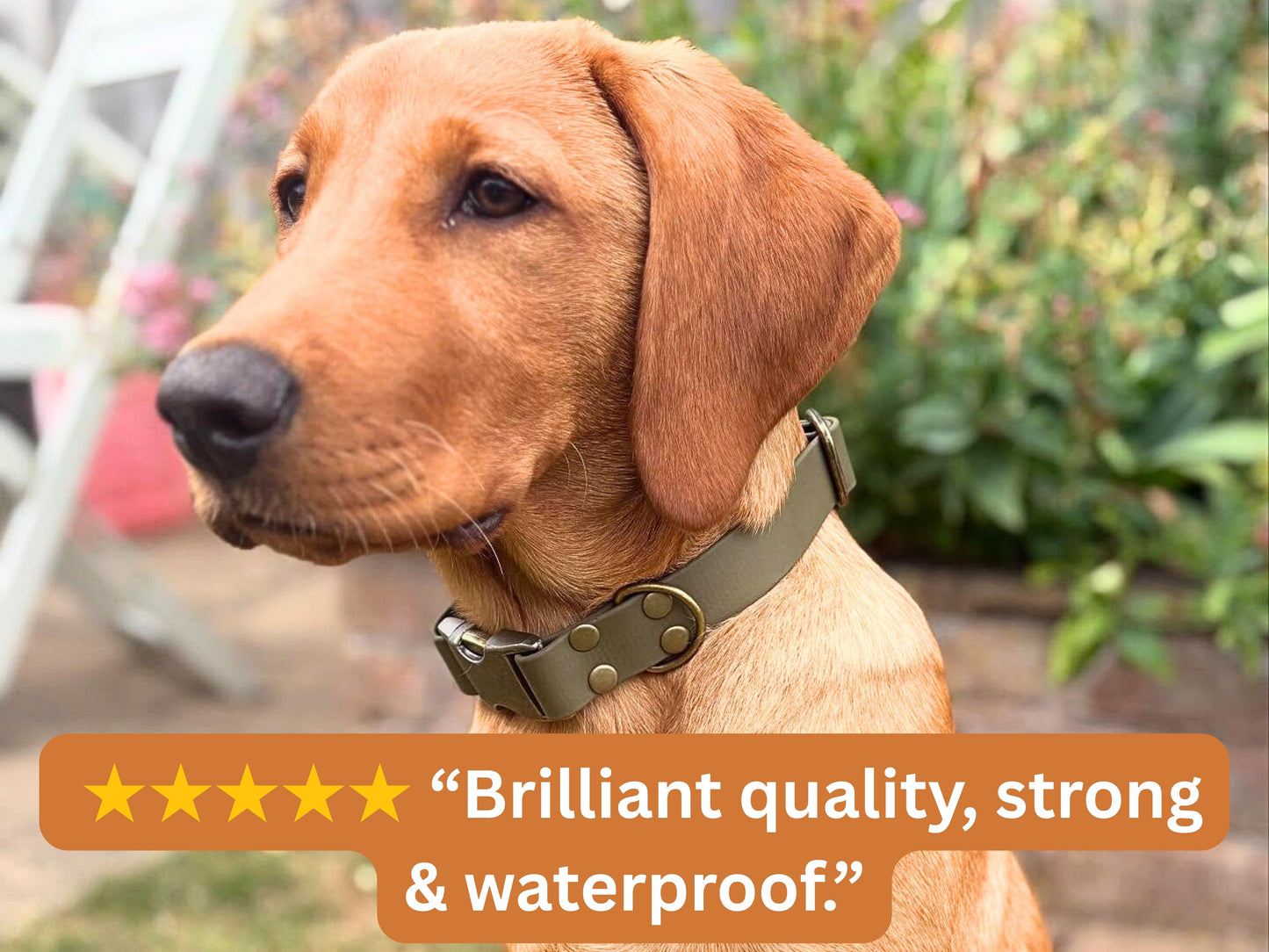Dog wearing an olive green waterproof Biothane collar with a 5-star review saying “Brilliant quality, strong & waterproof.