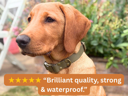 Dog wearing an olive green waterproof Biothane collar with a 5-star review saying “Brilliant quality, strong & waterproof.
