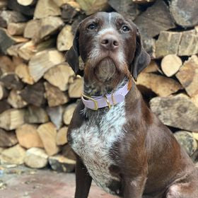 Brown dog with a pink collar sitting in front of stacked firewood.