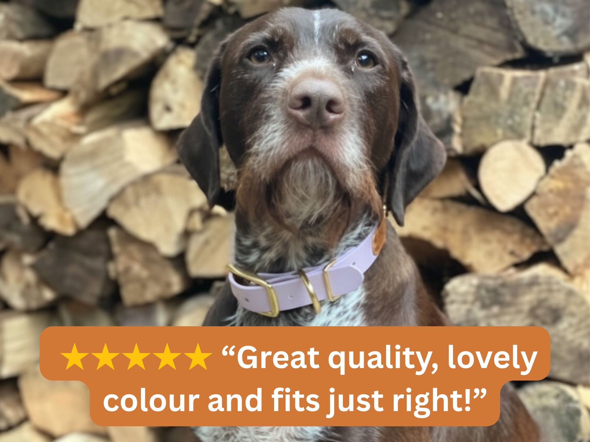 Dog wearing a collar with text 'Great quality, lovely color and fits just right!' against a background of stacked logs.