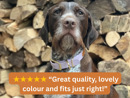 Dog wearing a collar with text 'Great quality, lovely color and fits just right!' against a background of stacked logs.