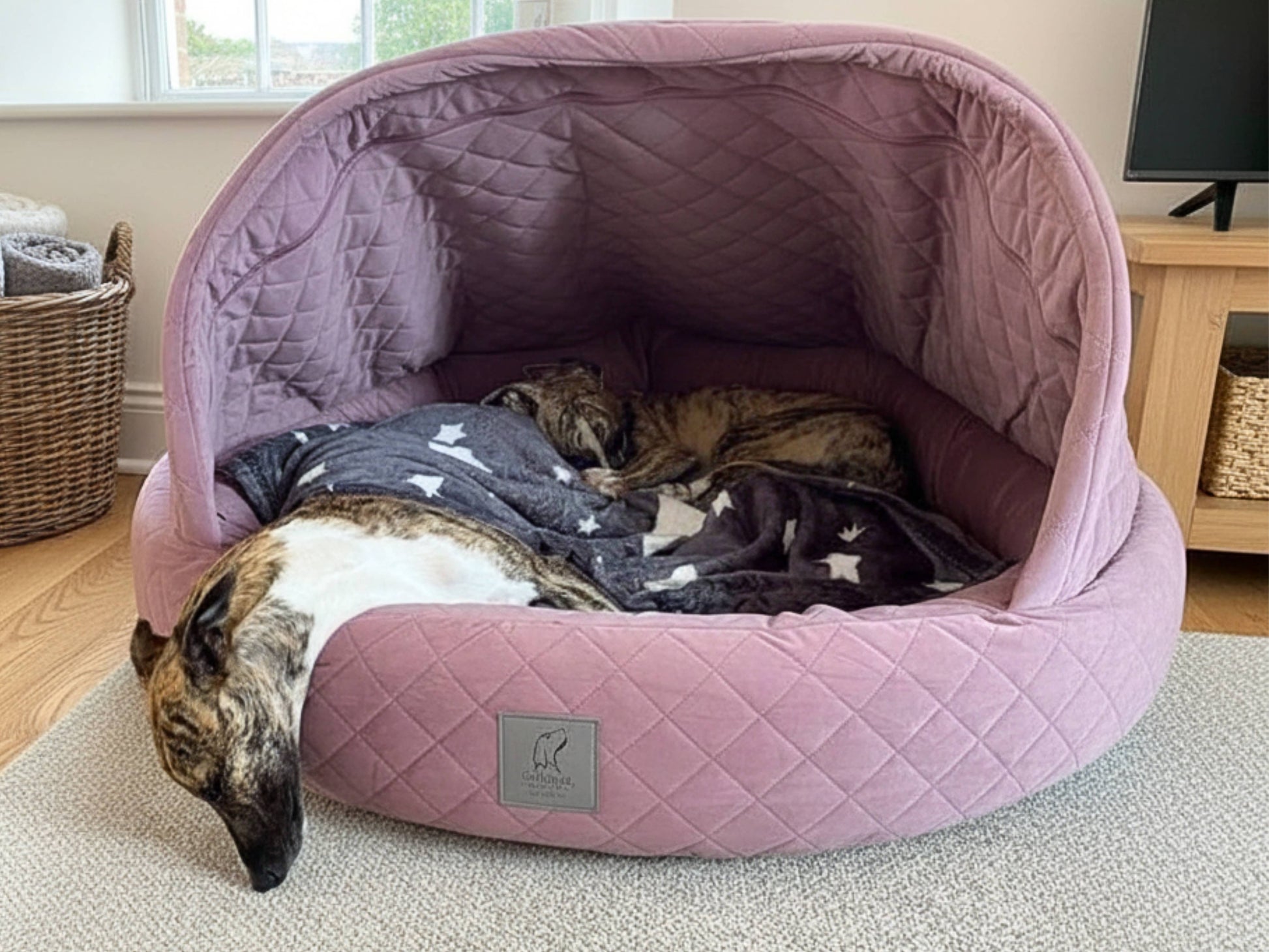 Two greyhounds sleeping in lilac quilted velour deluxe cocoon dog bed with blanket