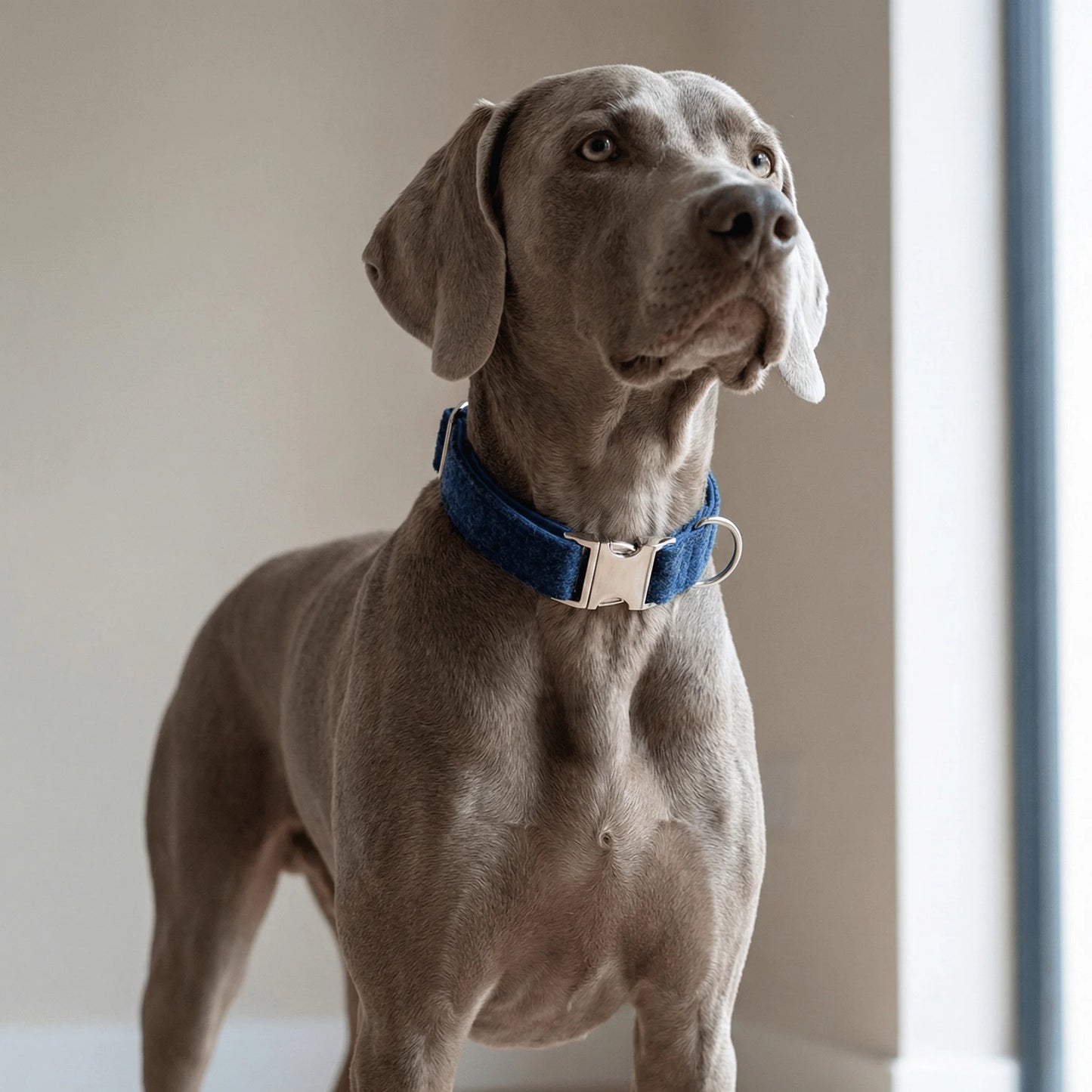 Midnight Blue Herringbone Luxury Harris Tweed Dog Collar