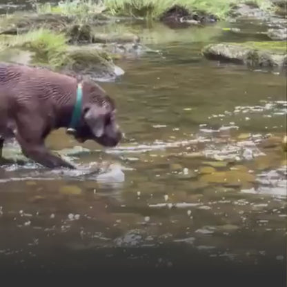 Dunkelgrünes wasserdichtes Hundehalsband mit Biothane-Schnalle