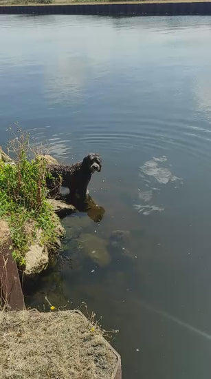 dog retrieving dummy