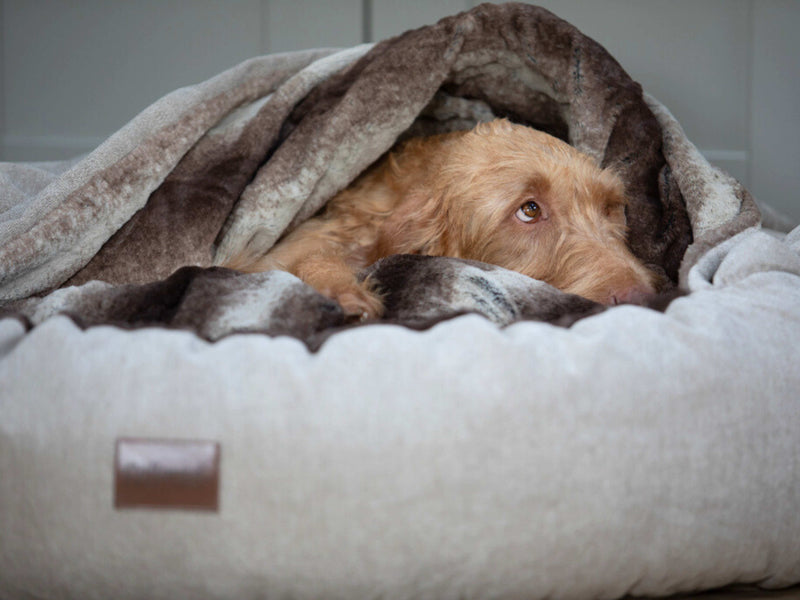 Built for Burrowers, Saves Your Sofa