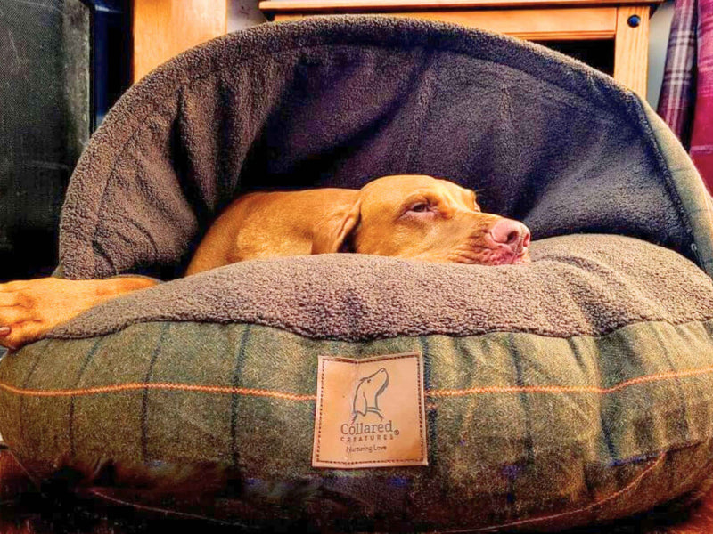 A Dog Cave Bed For Instant Calm