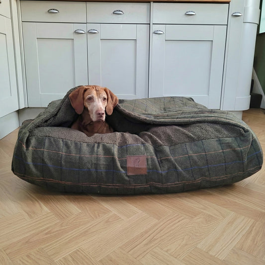 Dog lying inside a large, plaid snuggle bed on a wooden floor with white cabinets in the background.