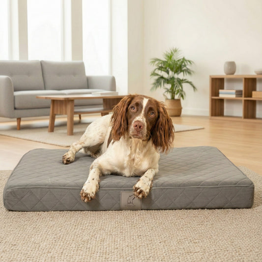 Bruin-witte spaniël liggend op een grijs gewatteerd orthopedisch hondenmatras in een moderne woonkamer