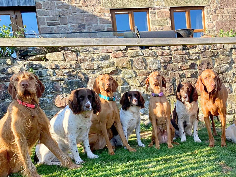 Want Gear Made By People Who Truly Know Dogs?