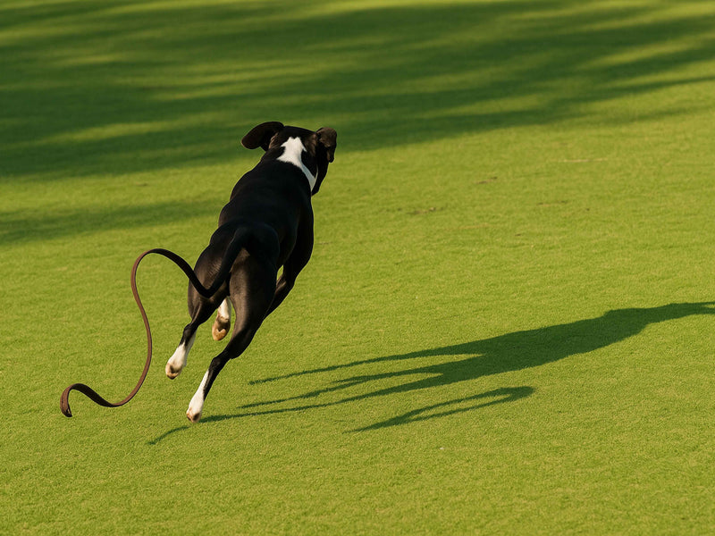 My Dog Pulls Out of Regular Collars