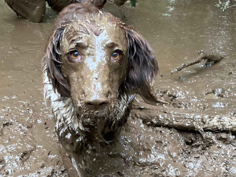 Sick of soggy, muddy leads after every walk?