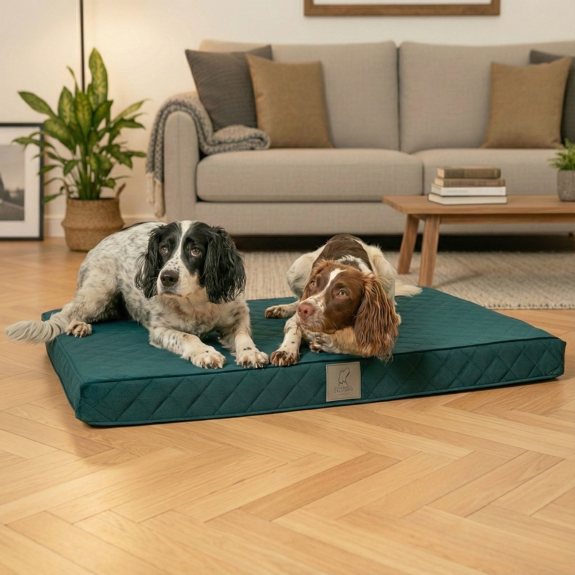 2 springer spaniels lying on teal mattress dog bed in living room