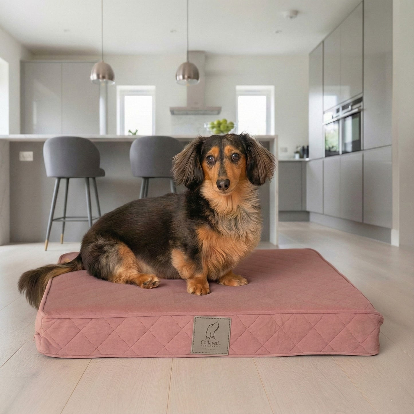 Dachshund sitting on a small pink orthopaedic luxury dog mattress bed in a modern kitchen