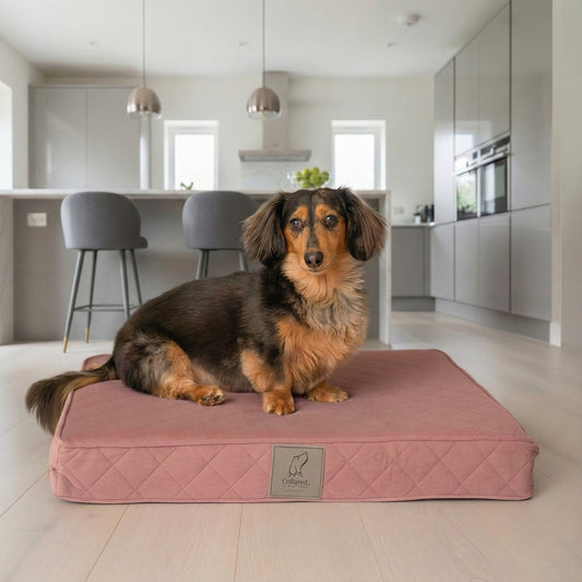 Dachshund sitting on a small pink orthopaedic luxury dog mattress bed in a modern kitchen