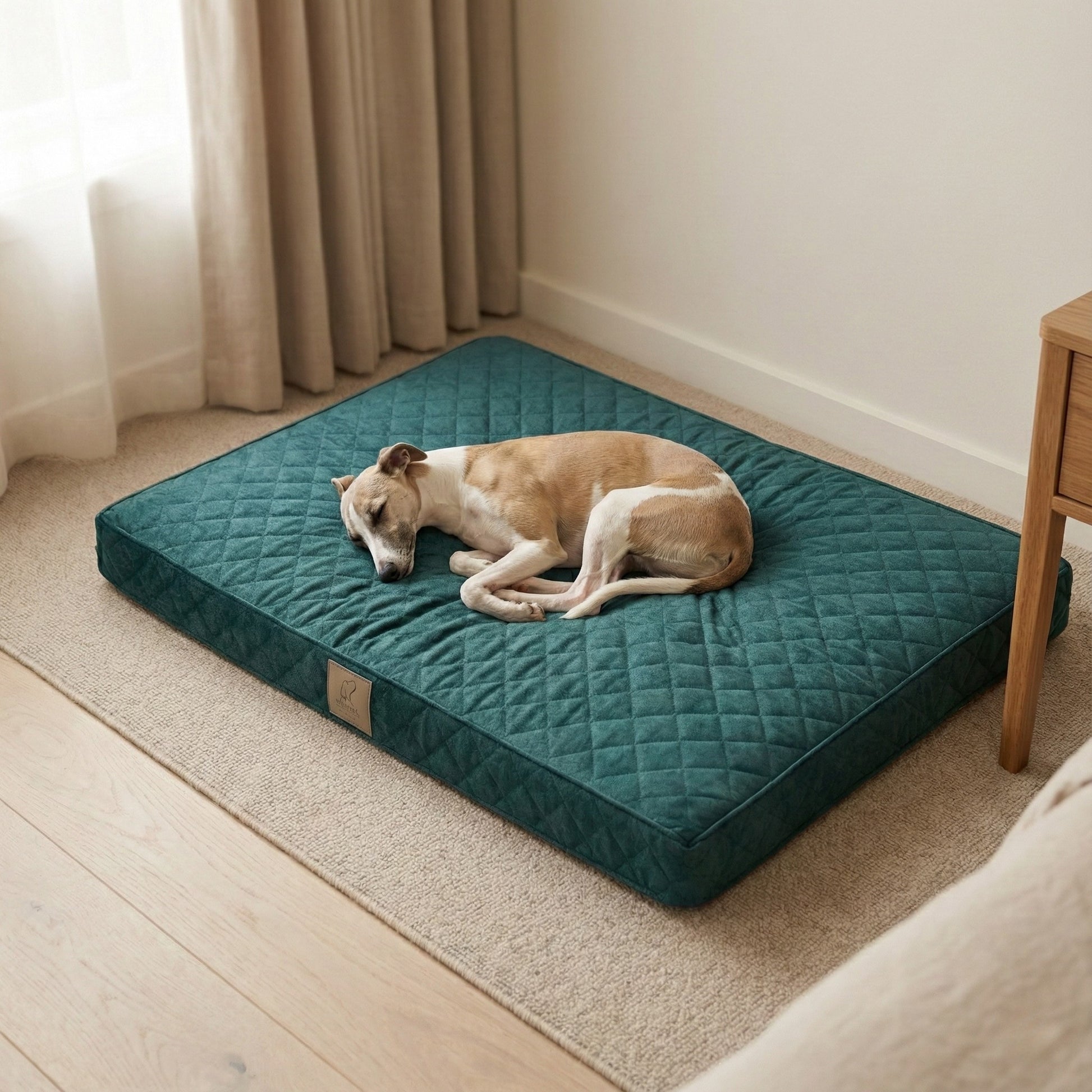 brown and white whippet lying on luxury velour dog mattress bed