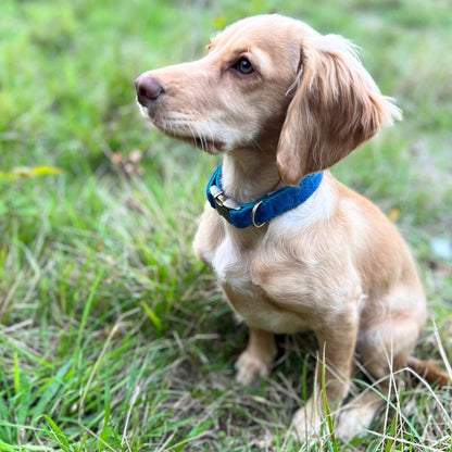 Dog with a blue tweed collar sitting on grass